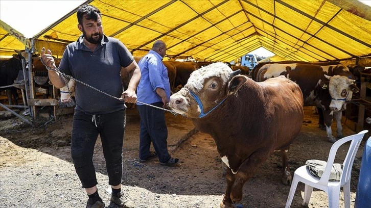 İstanbul'da arife günü kurban pazarında hareketlilik yaşanıyor