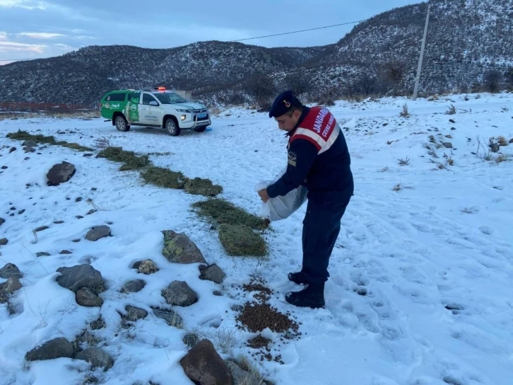 Jandarma, karlı dağlarda yaban ve sokak hayvanlarını yalnız bırakmıyor
