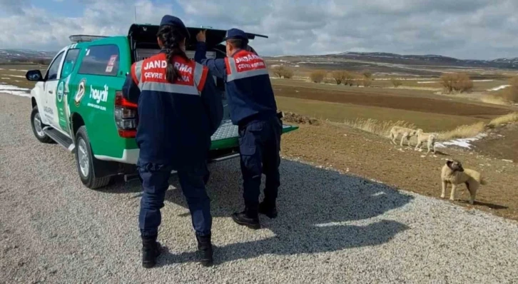 Jandarma sokak hayvanlarına mama ve yem verdi
