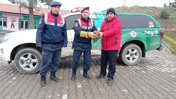 Bursa jandarma, yaralı şahini tedavi merkezine teslim etti