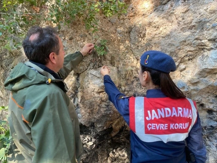 Jandarmadan “endemik tür” devriyesi
