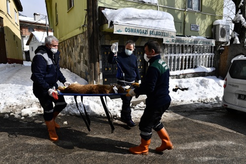 Osmangazi Belediyesi tümörlü köpeği sağlığına kavuşturdu