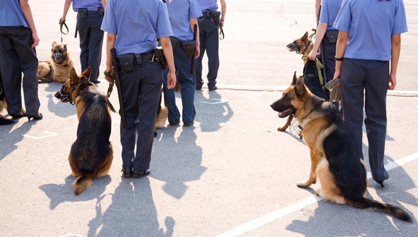 Köpeklerin bombayla imtihanı