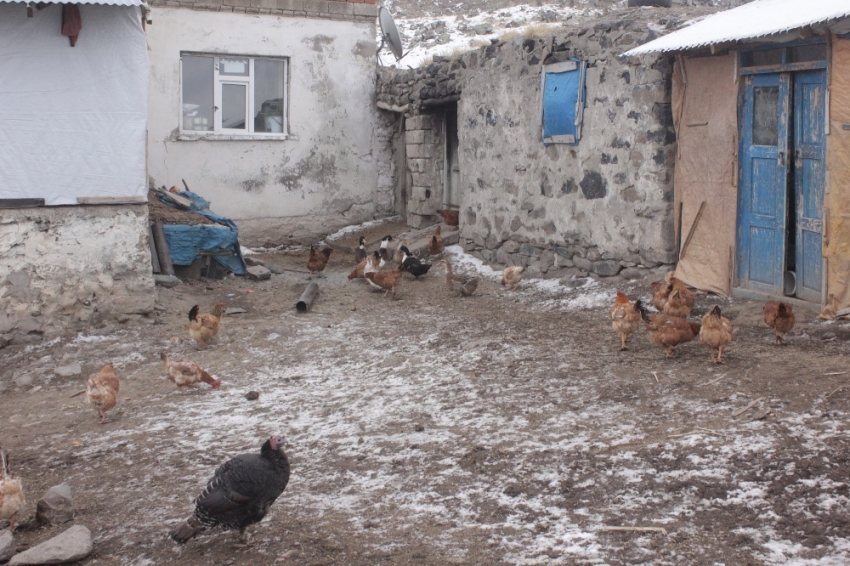 Bin kanatlı hayvan itlaf edildi