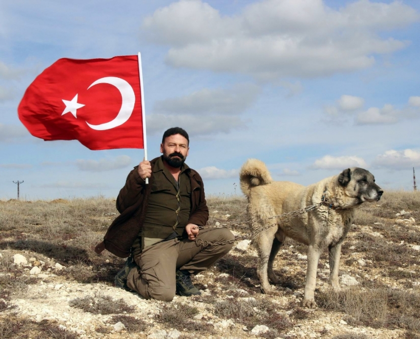 Kangal köpekleri Zeytin Dalı Harekatına hazır