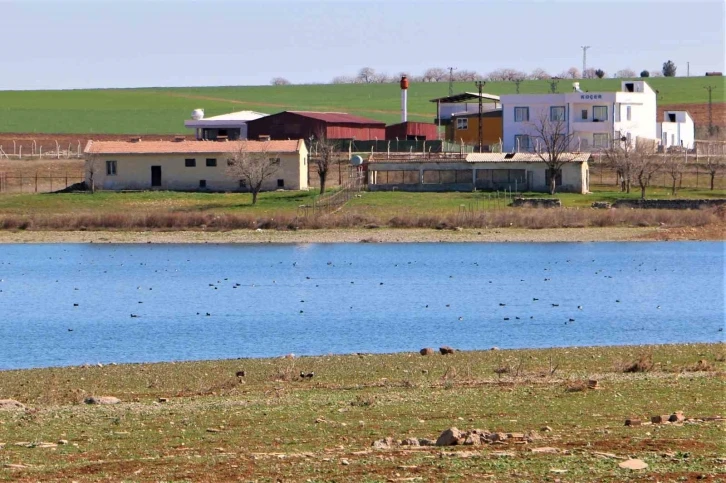 Kabaklı Göleti’nde nadir görülen kuş popülasyonu
