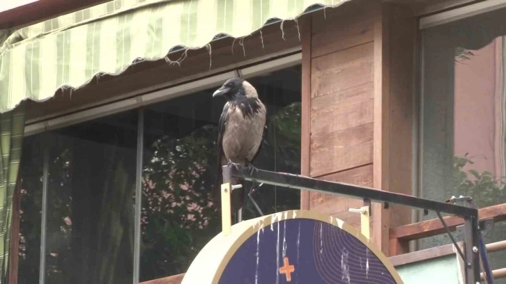 Kadıköy’de yavrusunu korumak isteyen anne karga esnafın başının belası oldu
