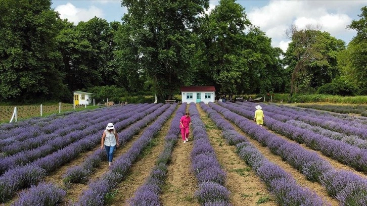 Kadın girişimcilerin kurduğu lavanta tarlaları Sinop turizmine renk katacak