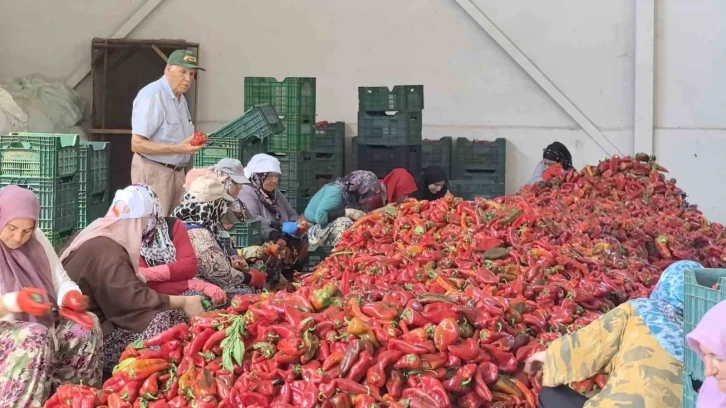 Bursa'da kadınların ürettiği salçalar 25 yıldır Hollanda’ya ihraç ediliyor