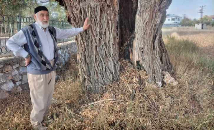 Kahramanmaraş’ta 250 yıllık söğüt ağacı dimdik ayakta
