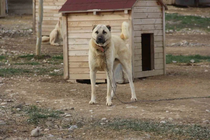 Kangal köpeğini dışkısından tanımak mümkün
