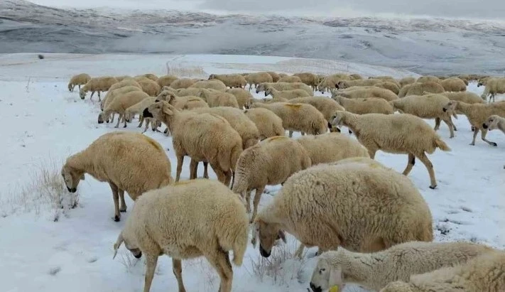 Çobanlar koyunlarını kar altında otlatıyor!