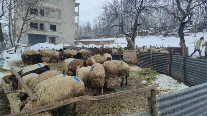 Kar yağışı hayvan yetiştiricilerini olumsuz etkiledi
