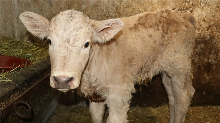 Karabük'te suni tohumlamayla 800 buzağı doğdu