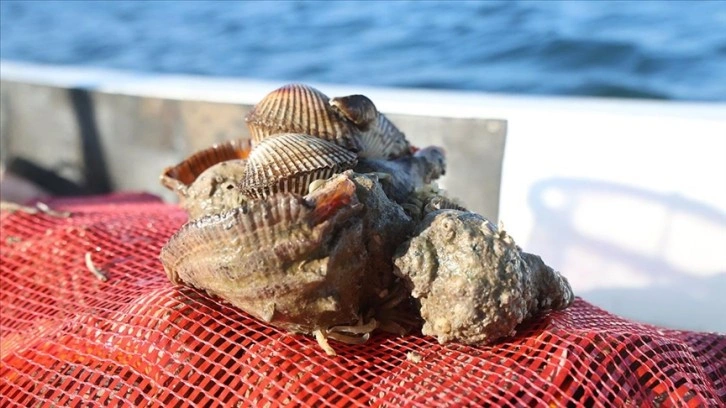 Karadeniz'den çıkarılan deniz salyangozları Avrupa ve Uzak Doğu'ya ihraç ediliyor