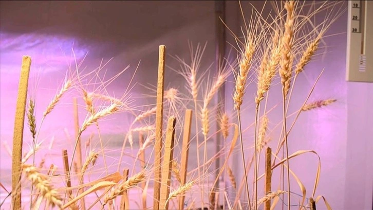 Karaman'daki üniversitenin çalışmalarında gluten değeri çok düşük buğday tohumu bulundu