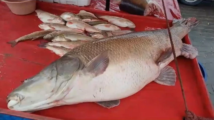 Karasu Nehri’nde 110 kiloluk turna balığı oltaya takıldı
