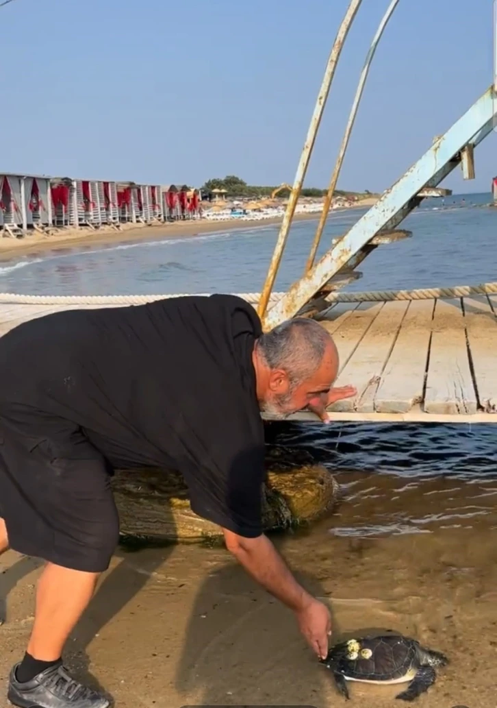 Karaya vuran caretta caretta tekrar denize salındı
