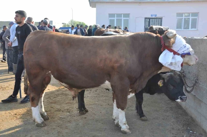 Kars’ta kurban satışları başladı
