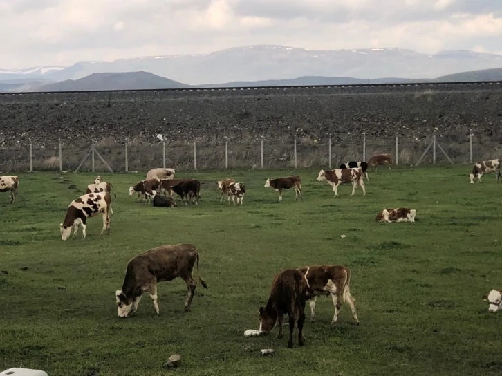 Kars’ta meralar renklendi
