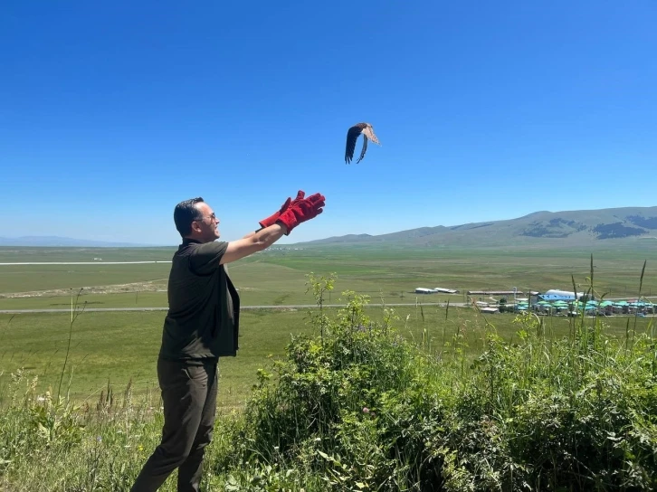 Kars’ta tedavileri tamamlanan kerkenezler doğaya bırakıldı
