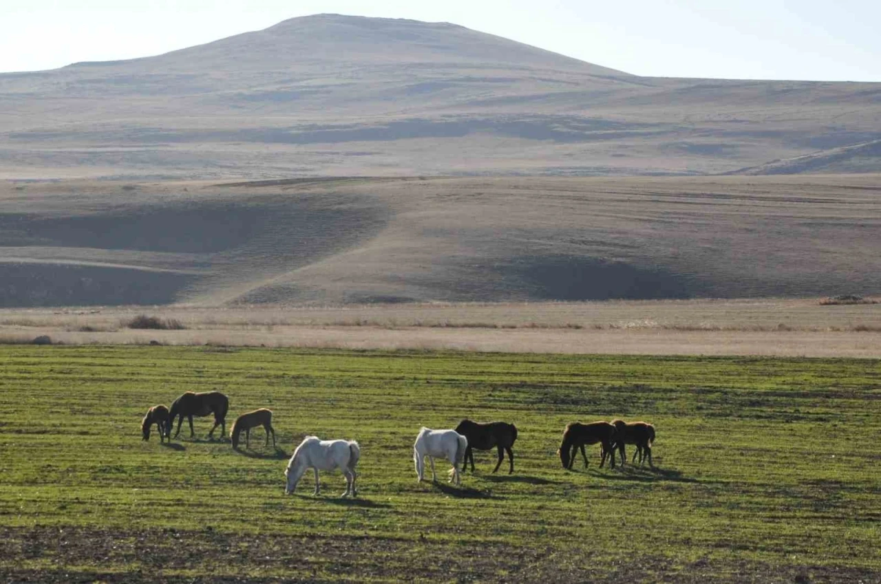 Kars’ta yılkı atları görüntülendi