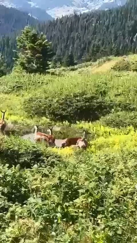 Kastamonu’da ceylan sürüsü görüntülendi
