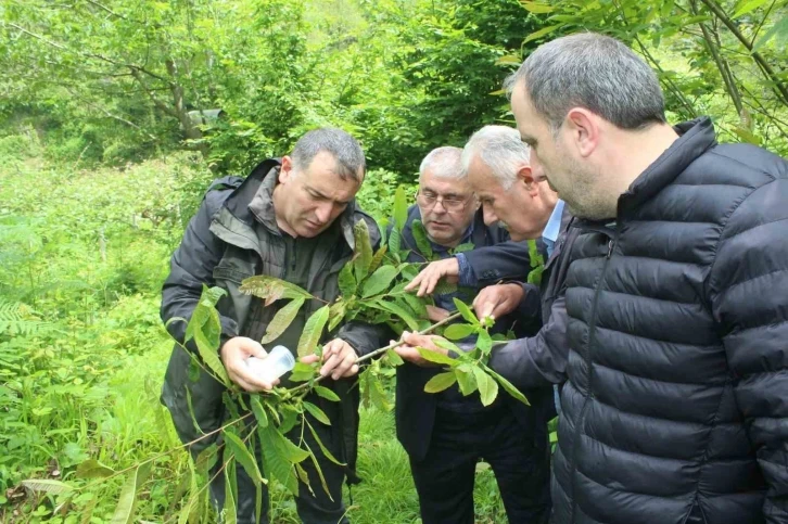 Kastamonu’da katil arılara karşı mücadele sürüyor
