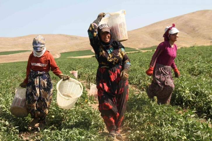 Kavurucu sıcak altında tarlada ekmek mücadelesi
