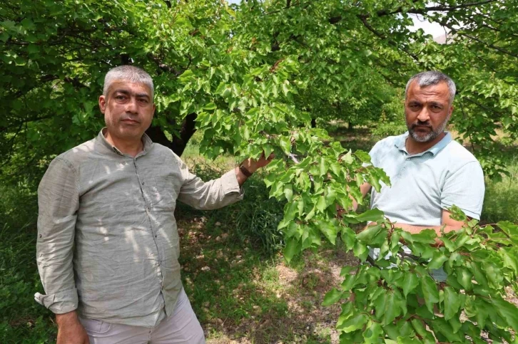 Kayısıyı ’sis’ vurdu, rekoltede yüzde 60 düşüş bekleniyor