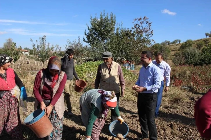 Kaymakam Han kadın işçilerle patates topladı
