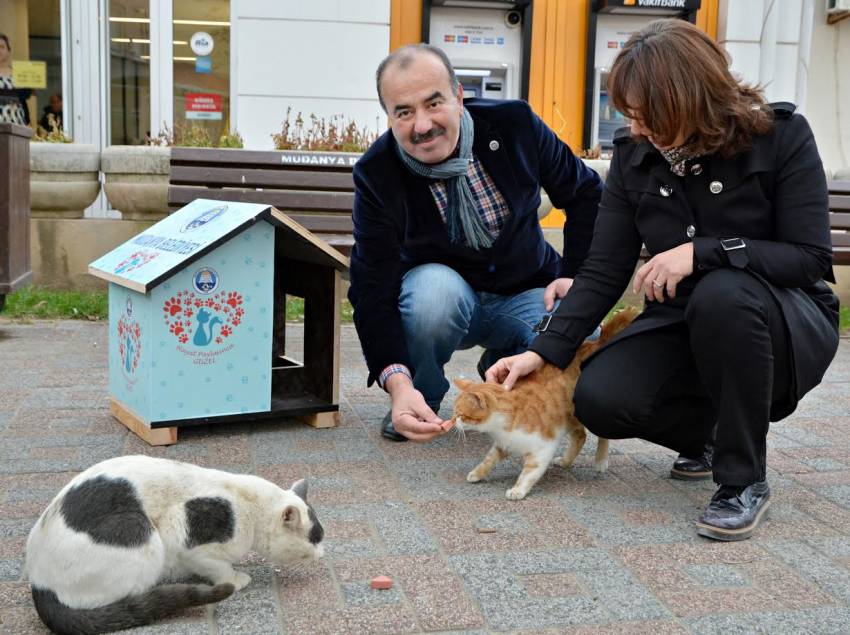 Kedilere yeni evler Mudanya Belediyesi’nden