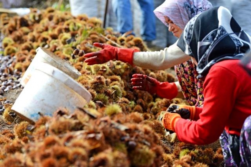 Bursa'da kestane hasadı sona erdi