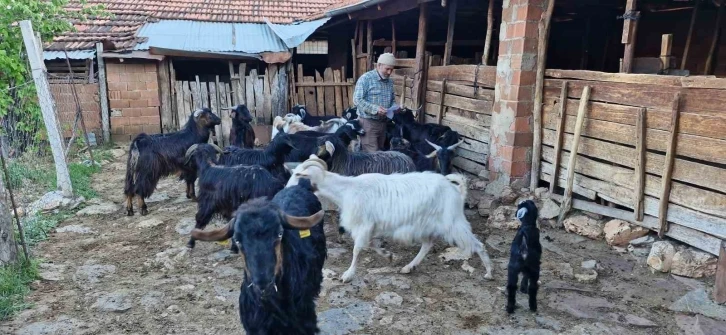 Keçilerini otlatırken şiir yazıp, türkü besteliyor
