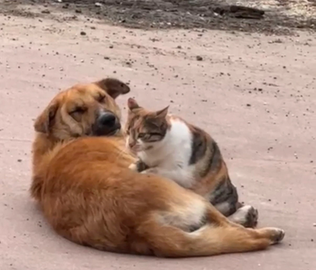 Kedi ile köpeğin sevimli dostluğu kameraya yansıdı
