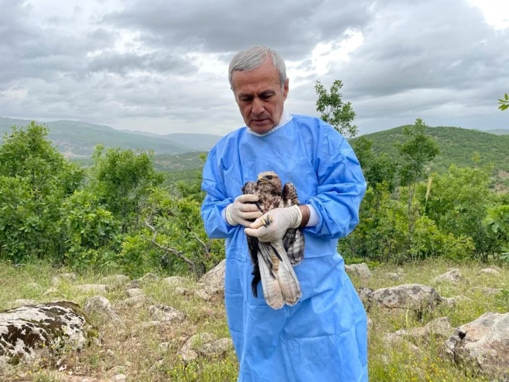 Kemik nakliyle sağlığına kavuşan şahin, tedavisinin ardından doğaya salındı
