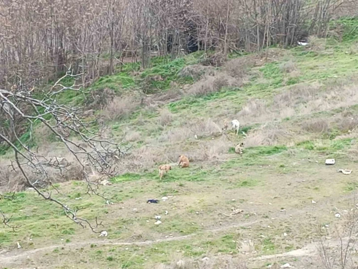 Kendilerine saldıran sokak köpeklerini kayda alan çocukların korku dolu anları kamerada
