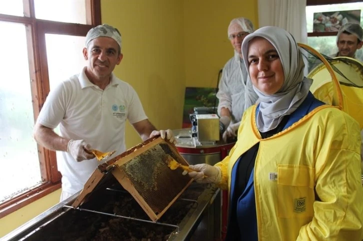 Kestane balı sağımı başladı
