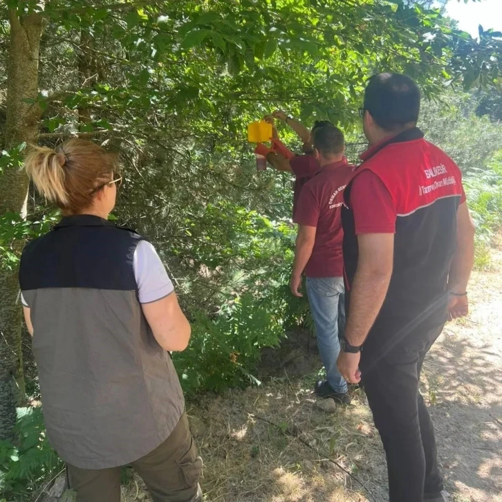 Kestane gal arısı zararlısı için tuzaklar asıldı
