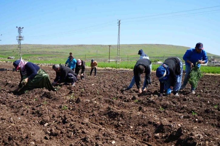 Kilis’te çiftçilerin zorlu mesaisi Ramazan’da da devam ediyor
