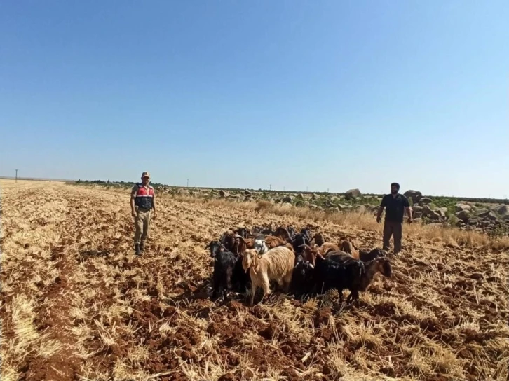 Kilis’te kaybolan 15 küçükbaş hayvanı Jandarma buldu
