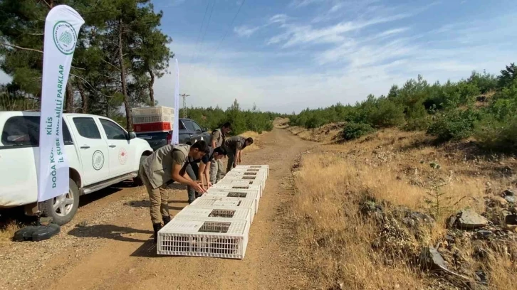 Kilis’te yüzlerce keklik doğaya bırakıldı
