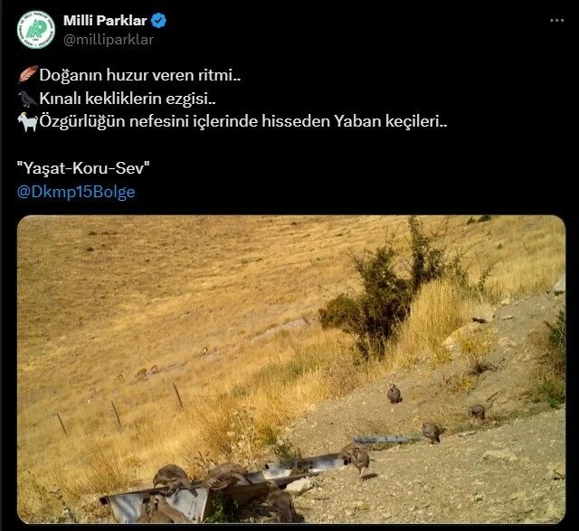 Kınalı keklikler ve yaban keçileri fotokapana takıldı
