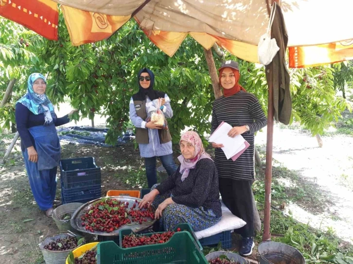 Kiraz hasadı yapılan bölgelerde zararlı organizma denetimi
