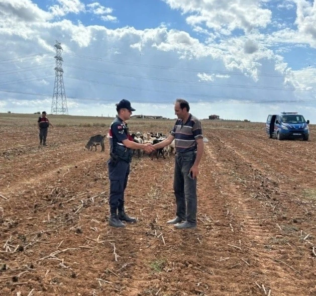 Kırklareli’nde kaybolan küçükbaş hayvanlar bulundu
