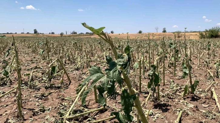 Kırklareli’nde yaşanan dolunun hasar tespiti tamamlandı: 150 dekar tarım alanı zarar gördü
