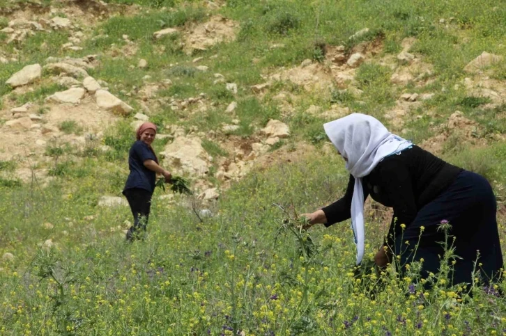 Kırsalda toplanan yılanyastığı bitkisi ihraç ediliyor
