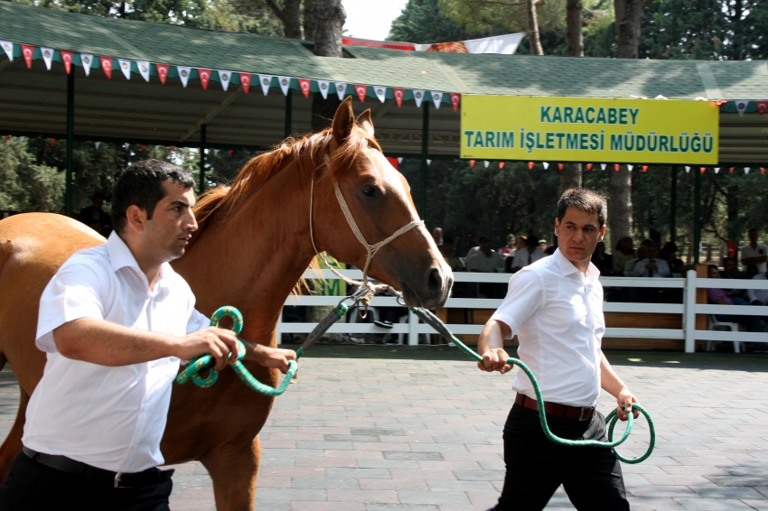 TİGEM'in taylarına yoğun ilgi