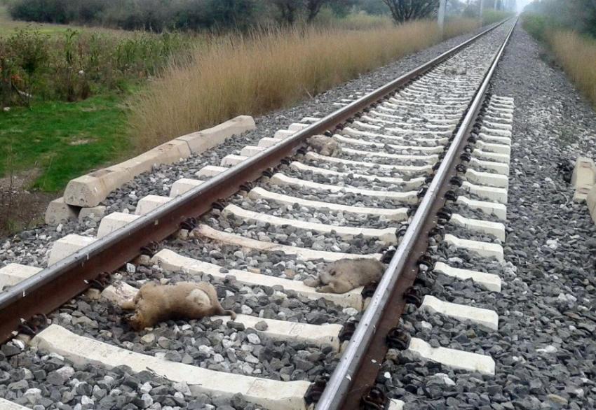 Kütahya'da şüpheli köpek ölümleri