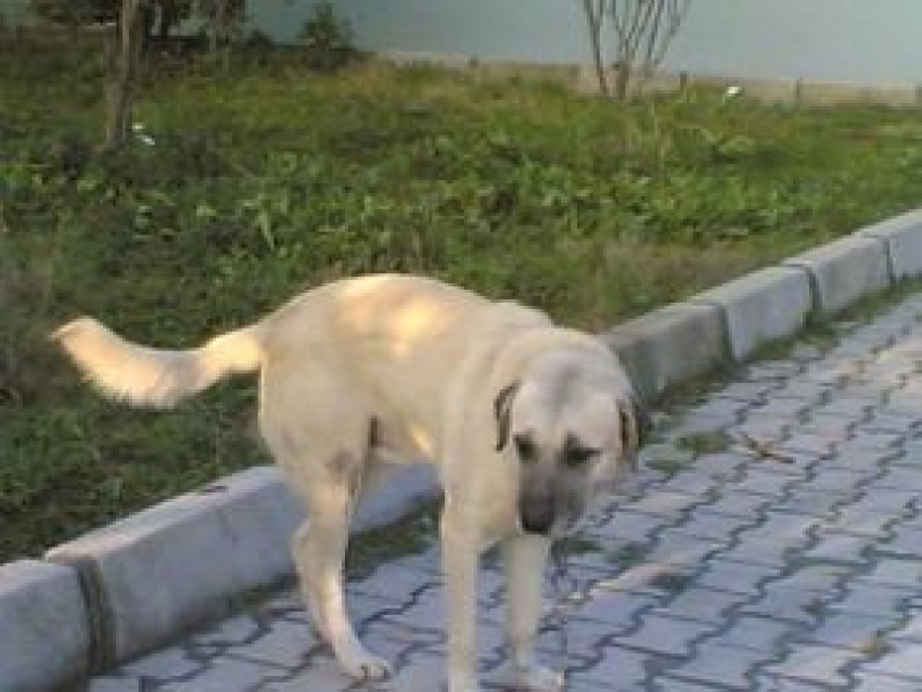 Köpeklere ateş eden iki genç gözaltına alındı